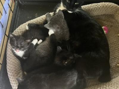 WHISKERS APRIL - Manx - Gallery Photo #1