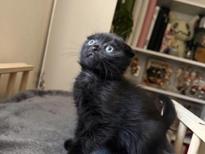 Nuggette - Scottish Fold - Gallery Photo #1