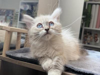 Rue - Ragdoll - Gallery Photo #1