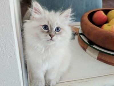 Kristabelle - Siberian - Gallery Photo #1