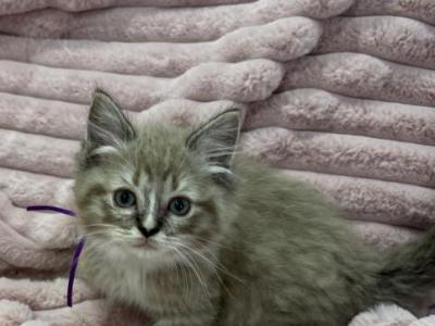 TICA Registered Cherubim Purple Ribbon - Ragdoll - Gallery Photo #1