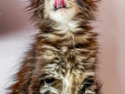 Maine Coon Male - Maine Coon - Gallery Photo #1