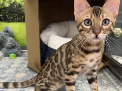 Bengal Kittens - Bengal - Gallery Photo #1
