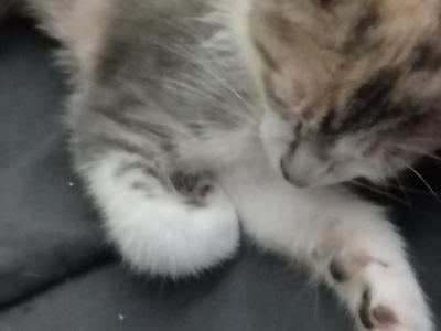 Shaky - Domestic - Gallery Photo #1