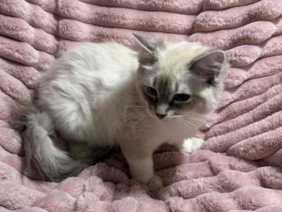 Female TICA Registered Blue Lynx Blue Eyes - Ragdoll - Gallery Photo #1