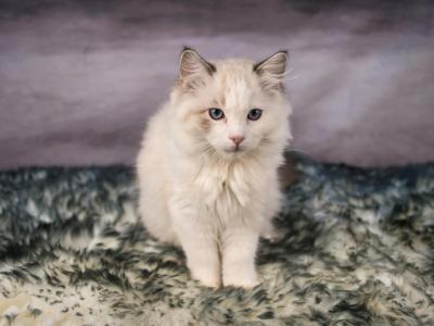 Franklin Ragdoll - Ragdoll - Gallery Photo #1