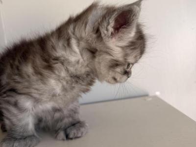LEV - Maine Coon - Gallery Photo #1