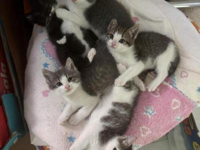 No Names Yet - Domestic - Gallery Photo #1