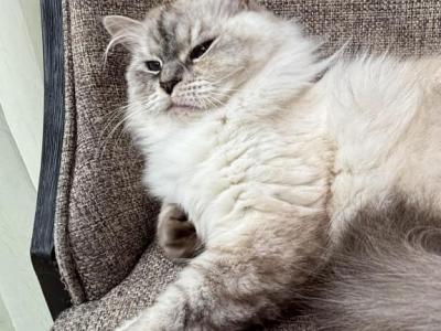Siberian Retired Breeding Female Oprah - Siberian - Gallery Photo #1