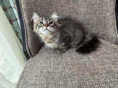 Siberian Purebred Girl Black Brown Tabby - Siberian - Gallery Photo #1