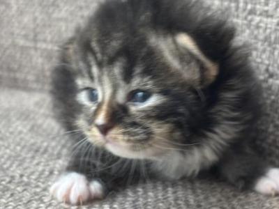 Male Siberian Purebred Black Brown Tabby W White - Siberian - Gallery Photo #1