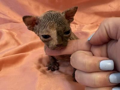 Sphynx Babies - Sphynx - Gallery Photo #1