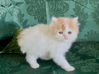 Colonel - Persian - Gallery Photo #1