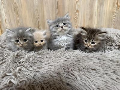 PA Beauties - Siberian - Gallery Photo #1