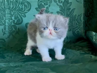 Obi - Persian - Gallery Photo #1