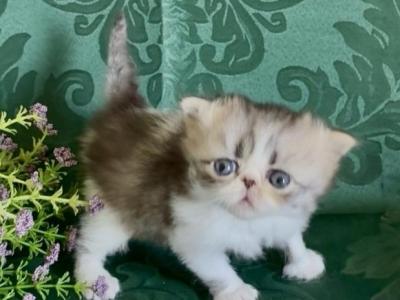 Leia - Persian - Gallery Photo #1