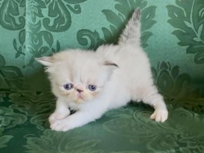 Ewok - Persian - Gallery Photo #1