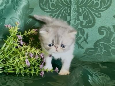 Yoda - Persian - Gallery Photo #1