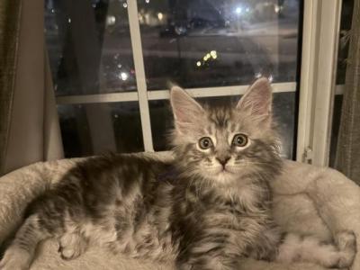 Rainbow Litter - Maine Coon - Gallery Photo #1
