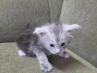 Sweetie - Maine Coon - Gallery Photo #1