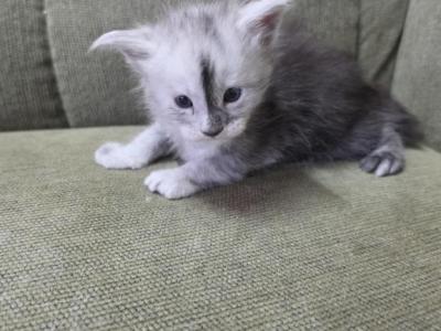 Blaze - Maine Coon - Gallery Photo #1