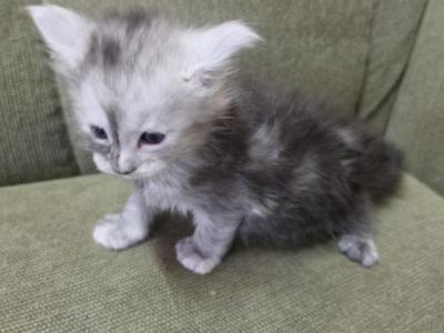 Splits - Maine Coon - Gallery Photo #1