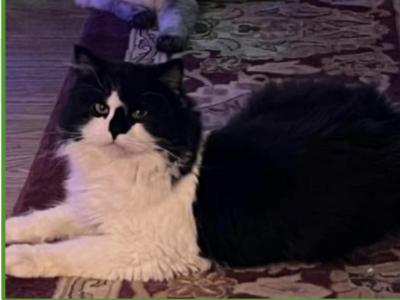 Luna - Ragdoll - Gallery Photo #1