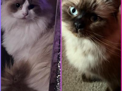 Kats Ravishing Ragdolls 2 Litters Kittens - Ragdoll - Gallery Photo #1