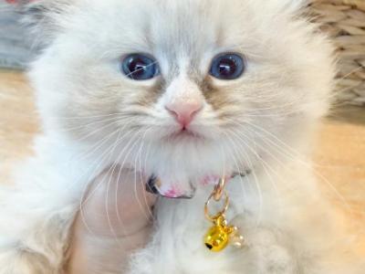 Kitten - Siberian - Gallery Photo #1