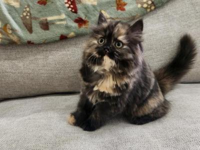 Winnie - Minuet - Gallery Photo #1