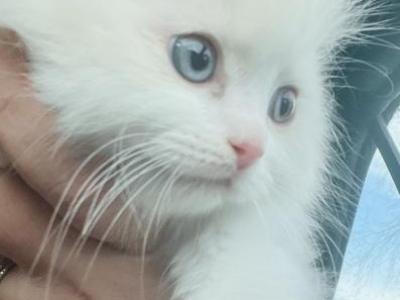 Future STUD Kats Ravishing Ragdolls Lilac Bicolor - Ragdoll - Gallery Photo #1