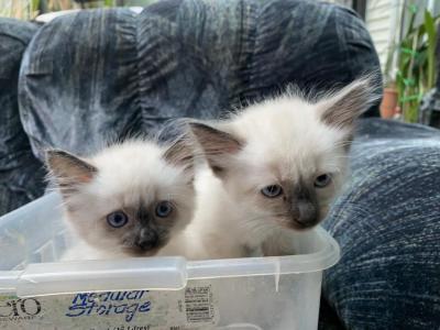 Purebred Siamese Male Kitten Seal Point - Siamese - Gallery Photo #1