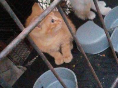 Cat 1 - American Shorthair - Gallery Photo #1