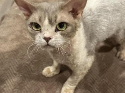 Devon Rex Cat - Devon Rex - Gallery Photo #1