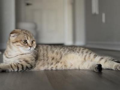 Scottish Chinchilla Fold - Scottish Fold - Gallery Photo #1