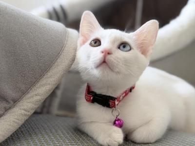 Chanom Odd Eye Rare Thai Khao Manee Kitten - Khao Manee - Gallery Photo #1
