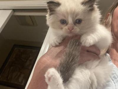 Angelica - Ragdoll - Gallery Photo #1