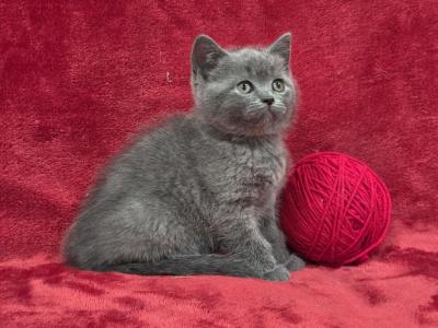 Cherry - British Shorthair - Gallery Photo #1