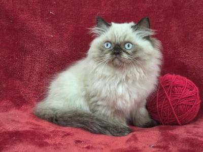 Red - Himalayan - Gallery Photo #1