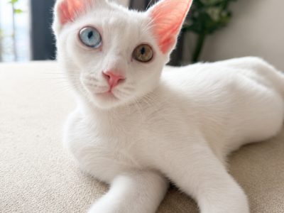 Khaidao Rare Odd Eyed Khao Manee Kitten - Khao Manee - Gallery Photo #1