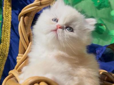 Beautiful Dollface Light Golden Shaded Looks White - Persian - Gallery Photo #1