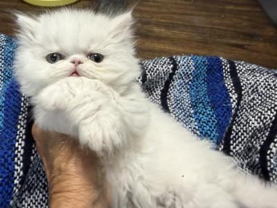 White Persian Boys Available Now - Persian - Gallery Photo #1