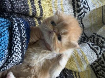 Persian New Litter - Persian - Gallery Photo #1