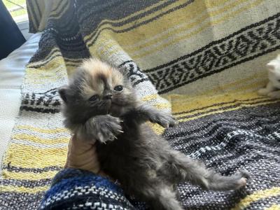 Exotic Litter LH And SH Kittens - Exotic - Gallery Photo #1