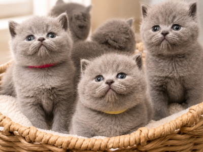 Kittes Are Ready - British Shorthair - Gallery Photo #1