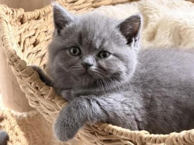 Lisa - British Shorthair - Gallery Photo #1