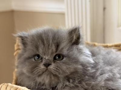 Stanley - British Shorthair - Gallery Photo #1
