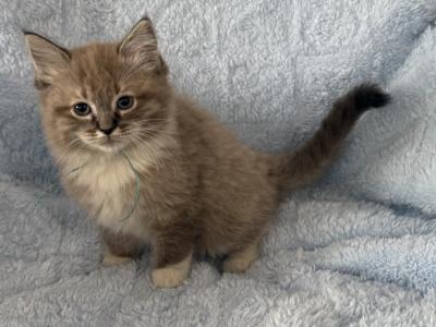 Male TICA Registered Aqua Ribbon Kitten - Ragdoll - Gallery Photo #1