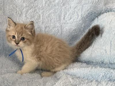 Male TICA Registered Cheribum Ragdoll Blue Ribbon - Ragdoll - Gallery Photo #1