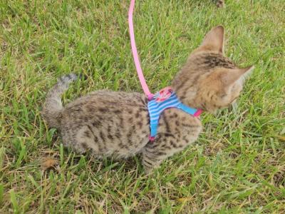 Bengal Kittens Vaccinated Payment Plans Available - Bengal - Gallery Photo #1